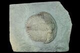 Lower Cambrian Trilobite (Longianda) - Issafen, Morocco #169559-1
